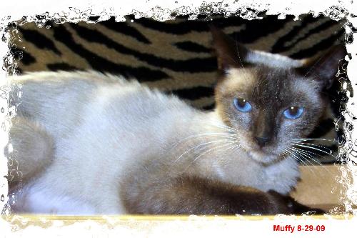 Muffy