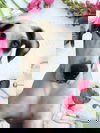 Roni