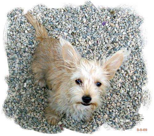 Bailey