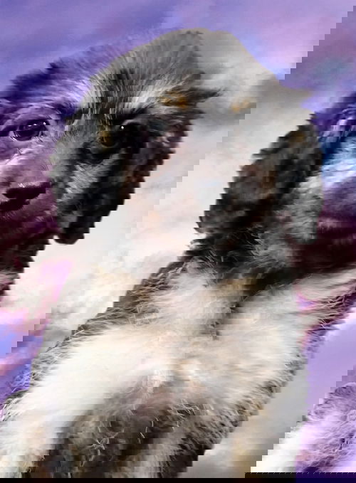 Libra