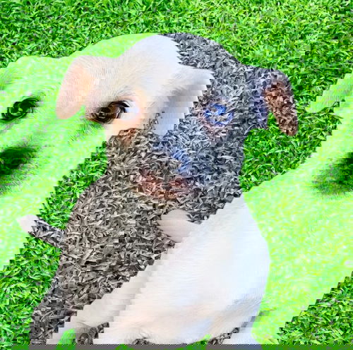 Peanut