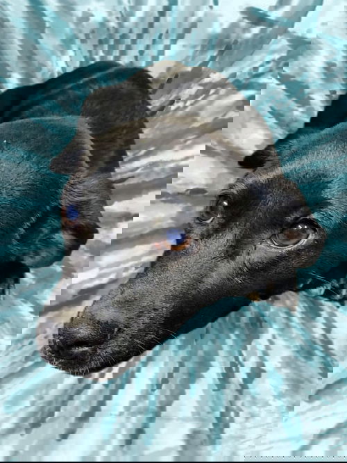 Flash