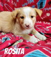 Rosita