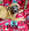 Pita