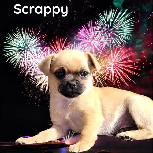 Scrappy
