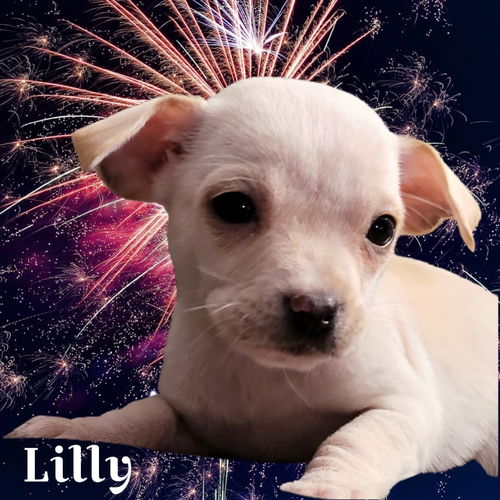Lilly