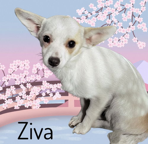 Ziva