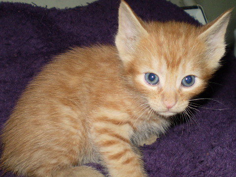 Butterball
