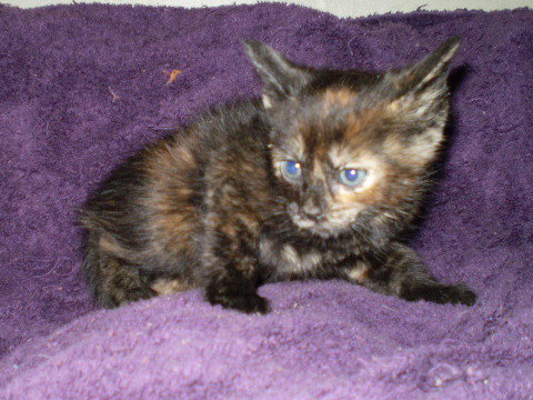 Brownie