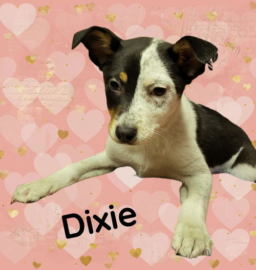 Dixie