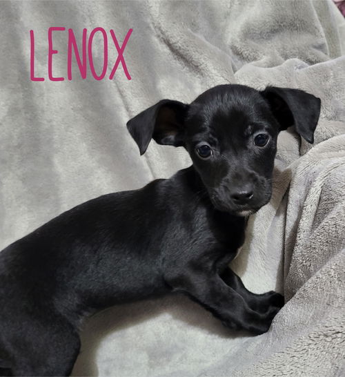 Lenox