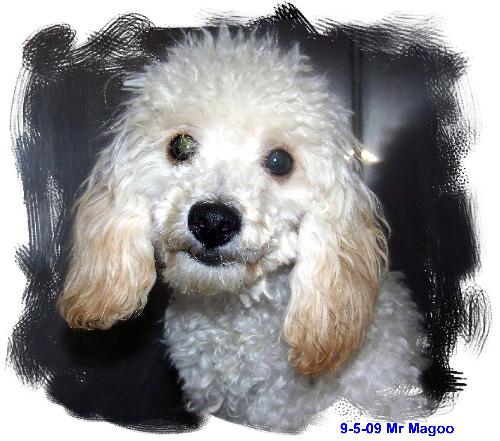 Mr. Magoo