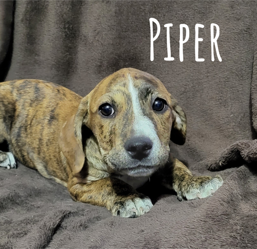 Piper