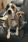 Piper