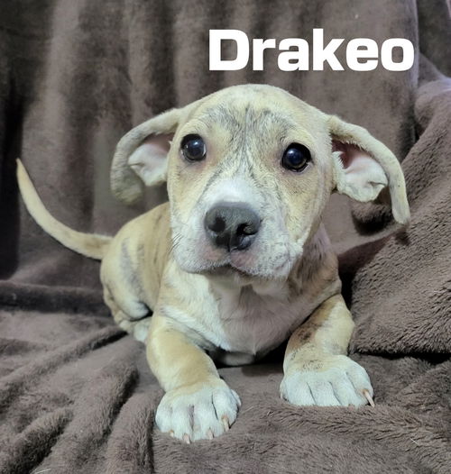 Drako