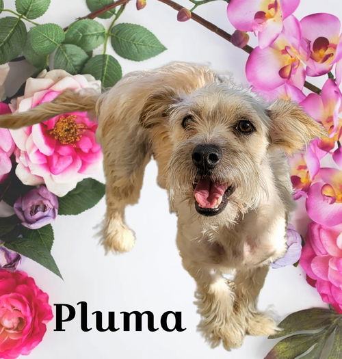 PLUMA