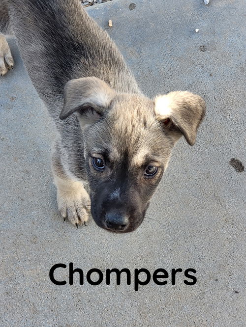 Chompers