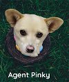 Agent Pinky