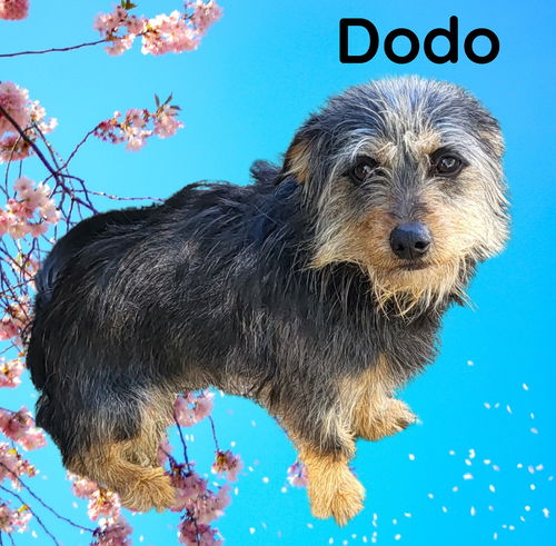 Dodo