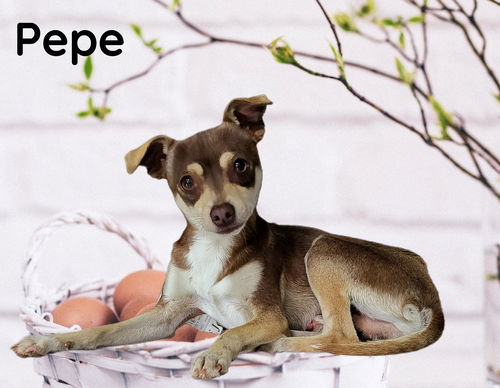 Pepe