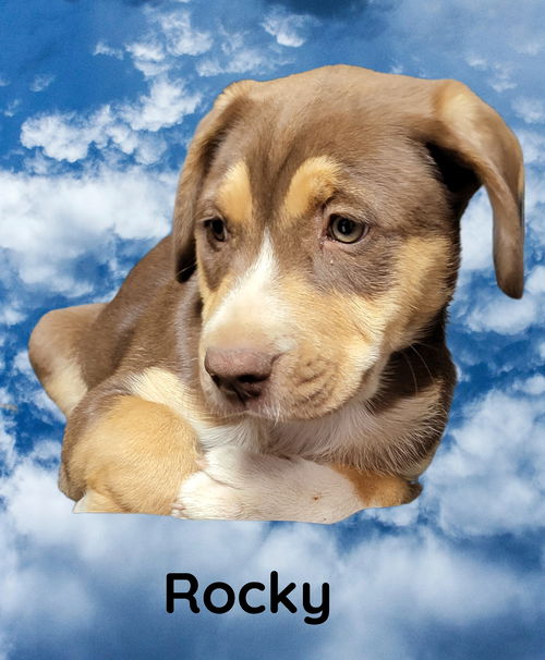 Rocky