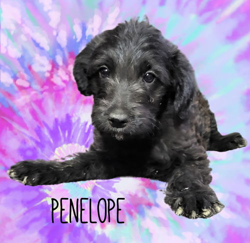 Penelope