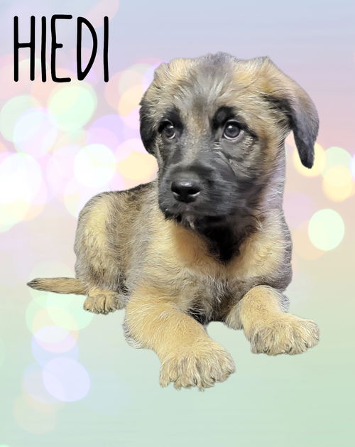 Hiedi