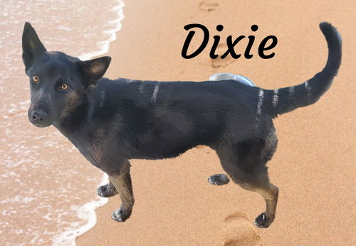 Dixie