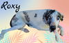 Roxy