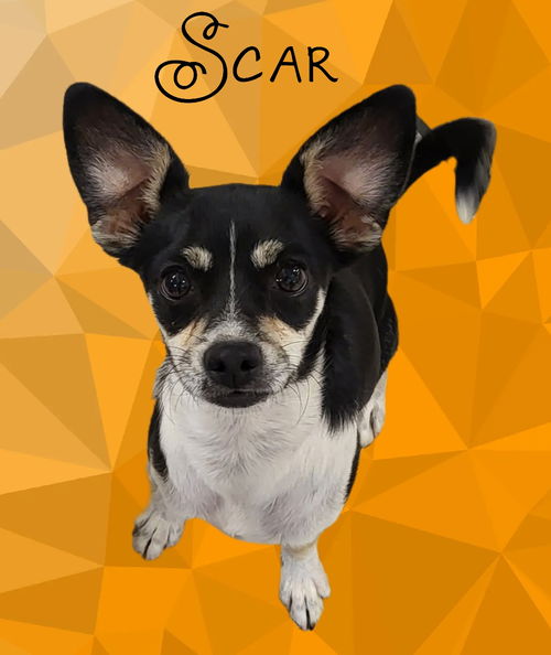 Scar