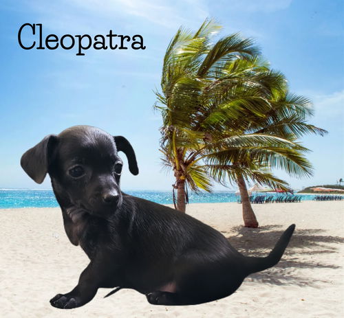 Cleopatra