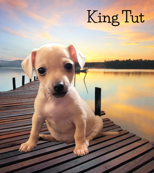King Tut
