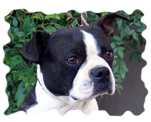 Lola