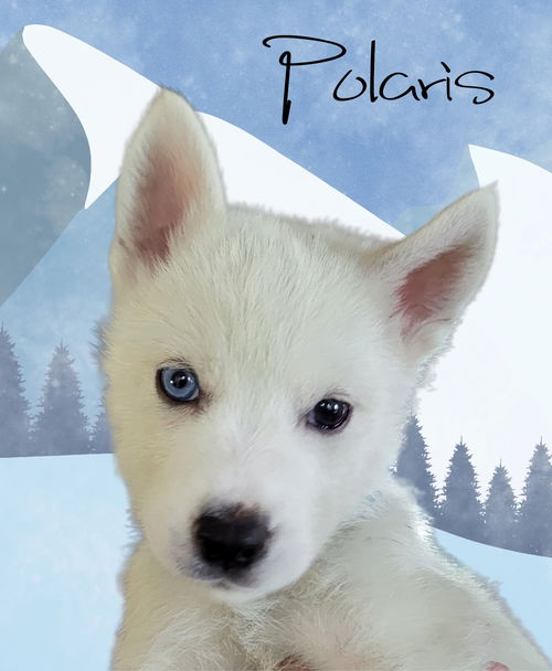 Polaris