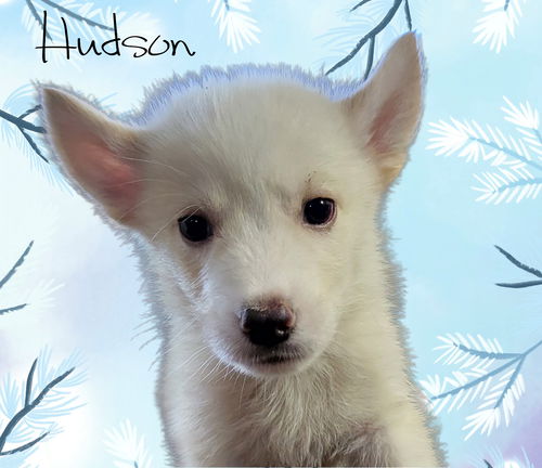 Hudson