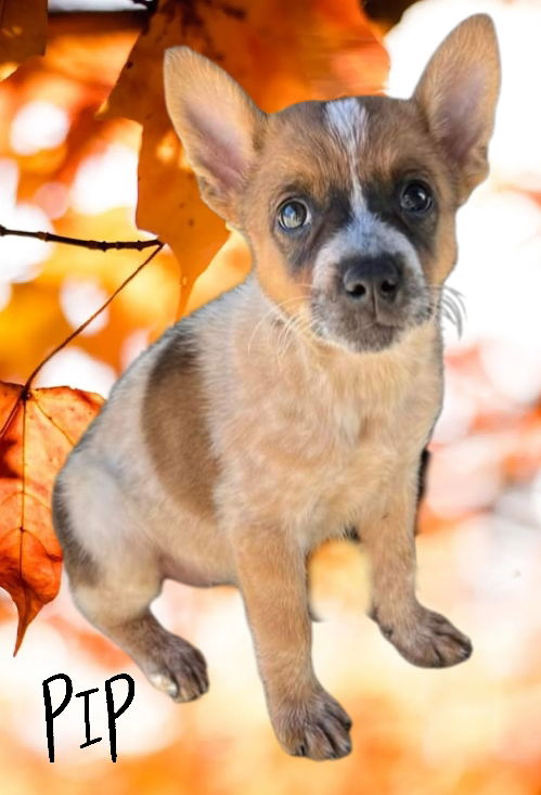 Pip