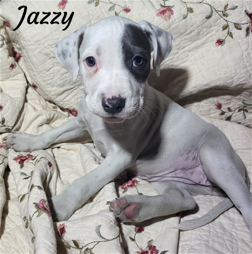 Jazzy
