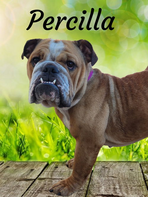 PERCILLA