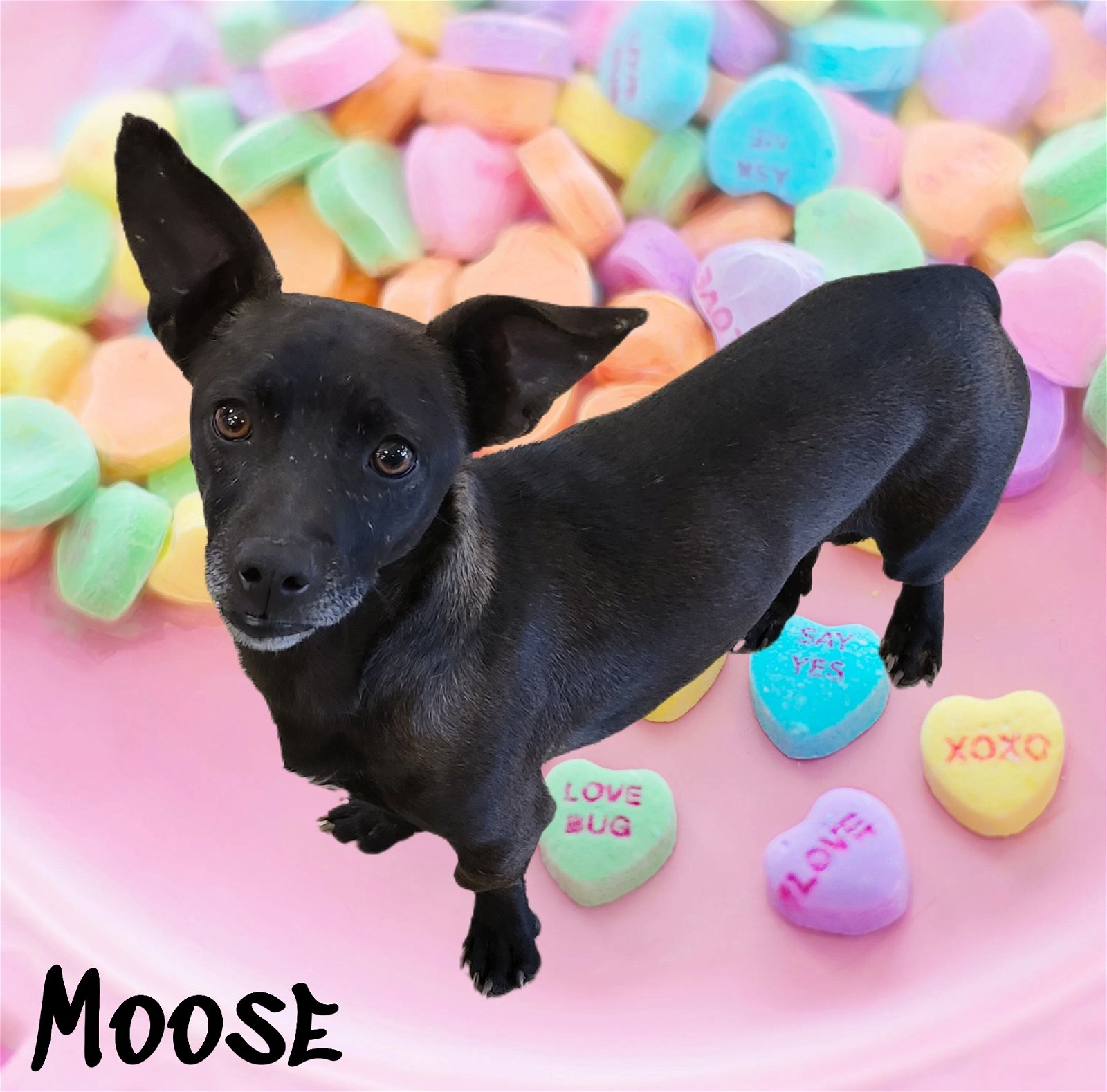 adoptable Dog in Phelan, CA named Moose