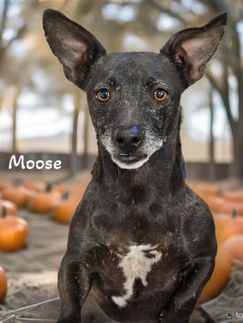 Moose