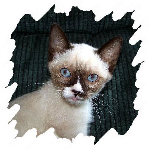 Pebbles