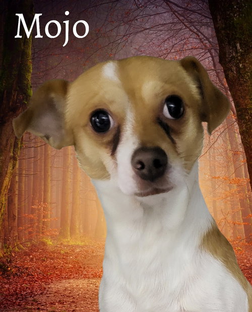 Mojo