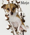 Mojo
