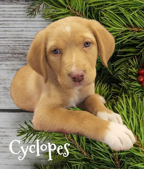 Cyclops