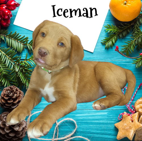 Iceman