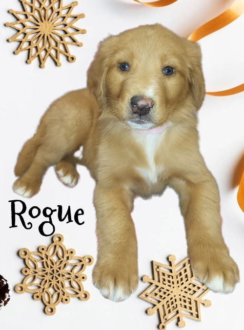 Rogue
