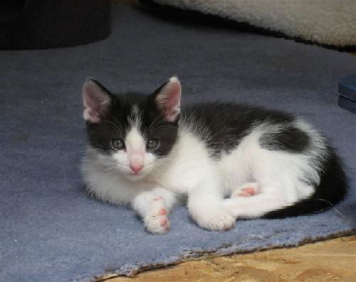 Pepper