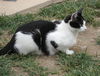 Peppermint Patty