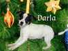 Darla