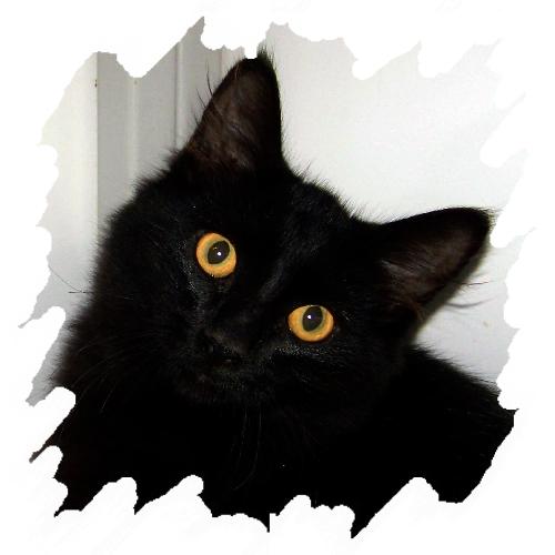 Kittles